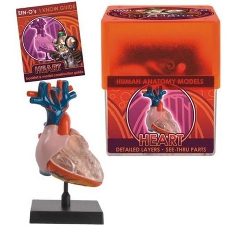 TEDCO TOYS Tedco Toys 32370-HEA Bio Signs Heart Anatomy Model 32370HT